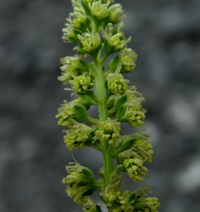 Image of Reseda luteola specimen.