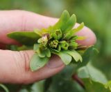 Cerinthe glabra