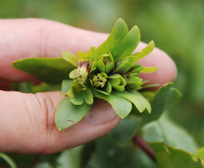 Изображение особи Cerinthe glabra.