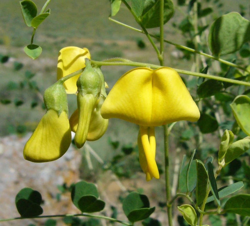 Image of Colutea buhsei specimen.