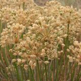 Allium flavescens. Соплодия. Украина, Донецкая обл., Володарский р-н, заповедник \"Каменные Могилы\", выходы гранита. 07.08.2011.