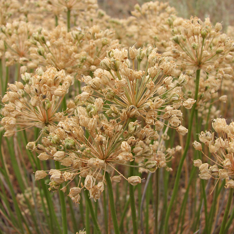 Image of Allium flavescens specimen.