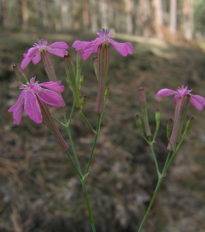 Image of Silene lituanica specimen.