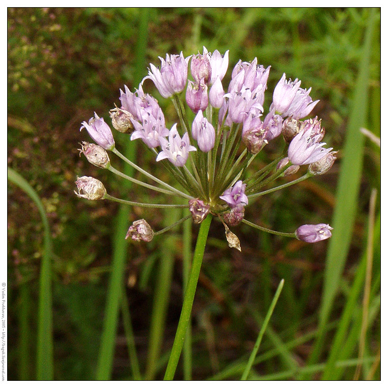 Изображение особи Allium angulosum.