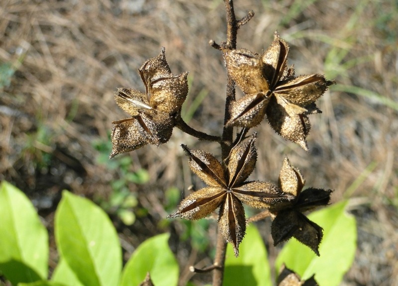 Изображение особи Dictamnus caucasicus.