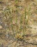 Aegilops triuncialis. Растения после цветения. Копетдаг, Чули. Конец июня 2011 г.
