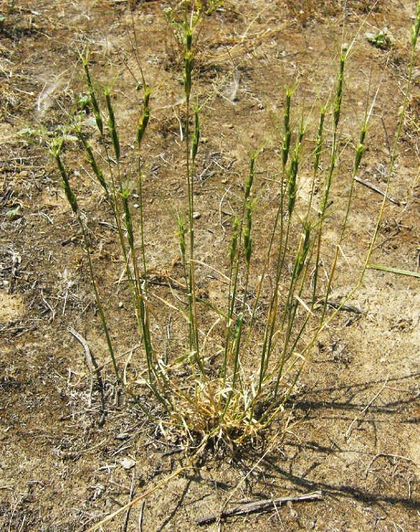 Изображение особи Aegilops triuncialis.