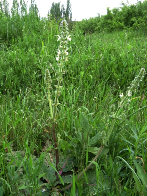 Image of Salvia austriaca specimen.