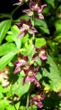 Epipactis helleborine. Часть соцветия. Крым, гора Северная Демерджи, буковый лес. 22 июля 2011 г.