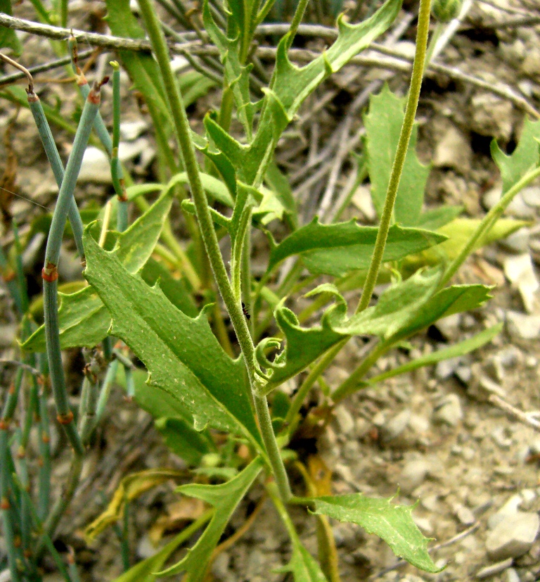 Image of Amberboa bucharica specimen.