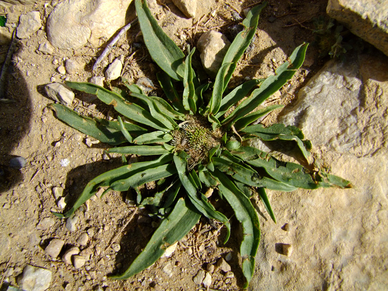 Image of Gymnarrhena micrantha specimen.