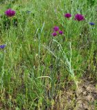 Allium jodanthum