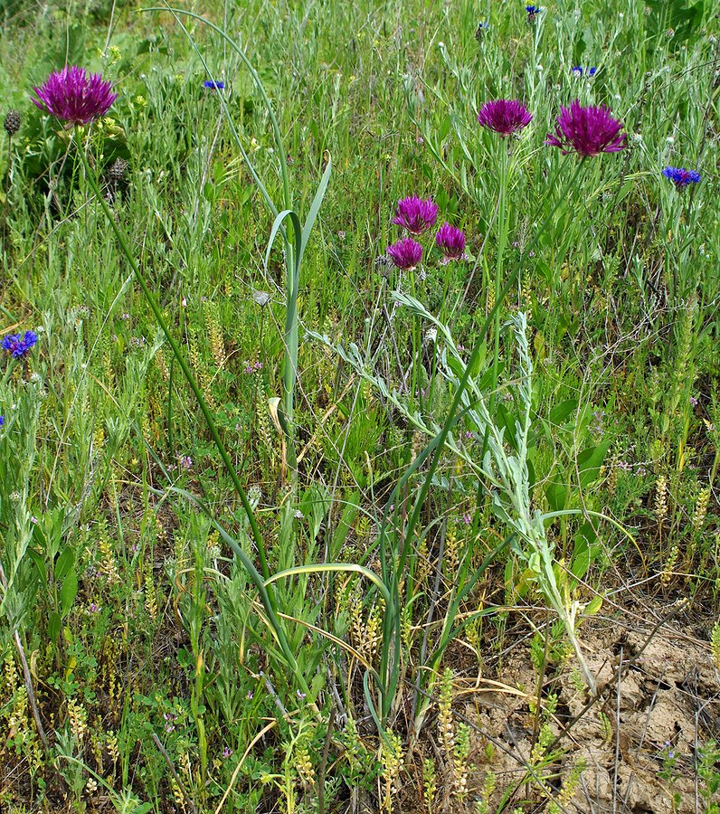 Image of Allium jodanthum specimen.