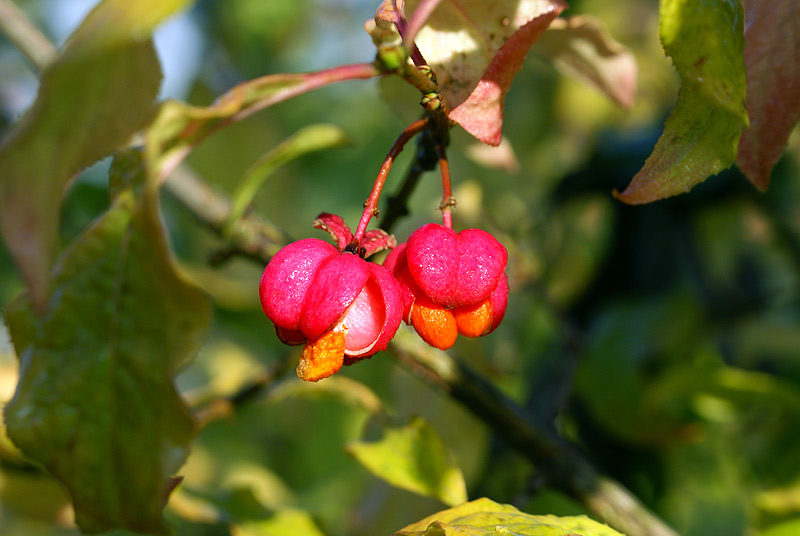 Изображение особи Euonymus europaeus.