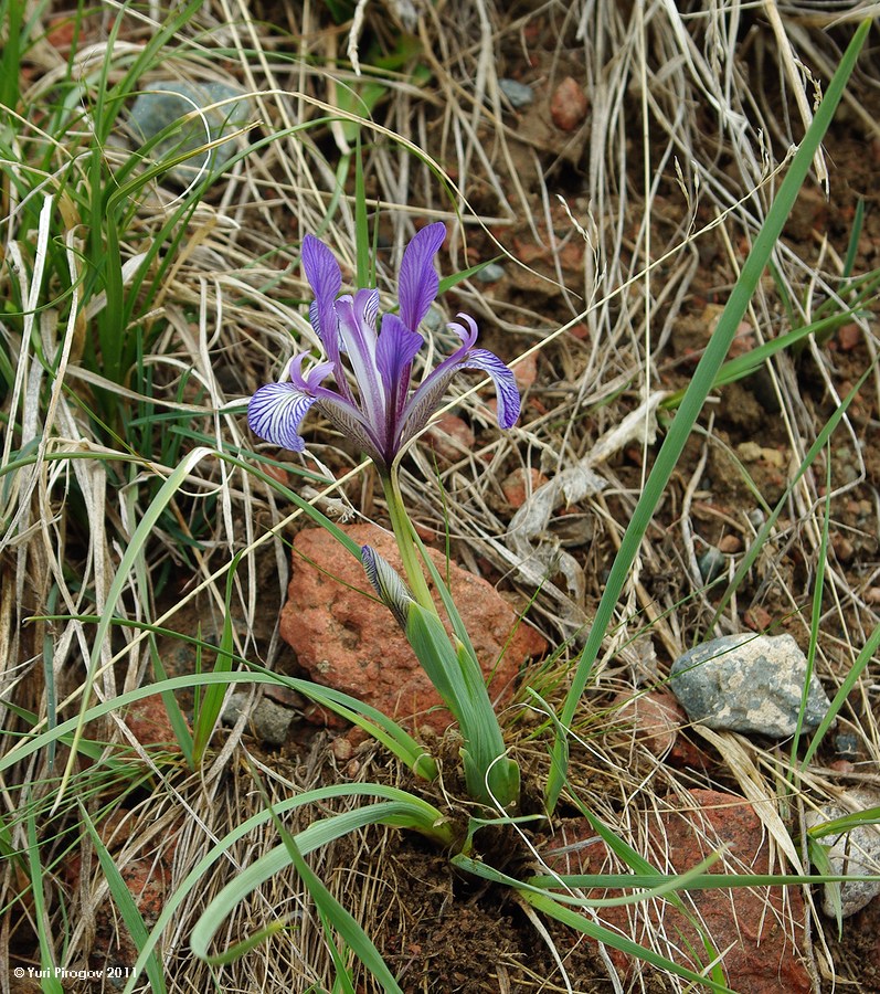 Image of Iris loczyi specimen.