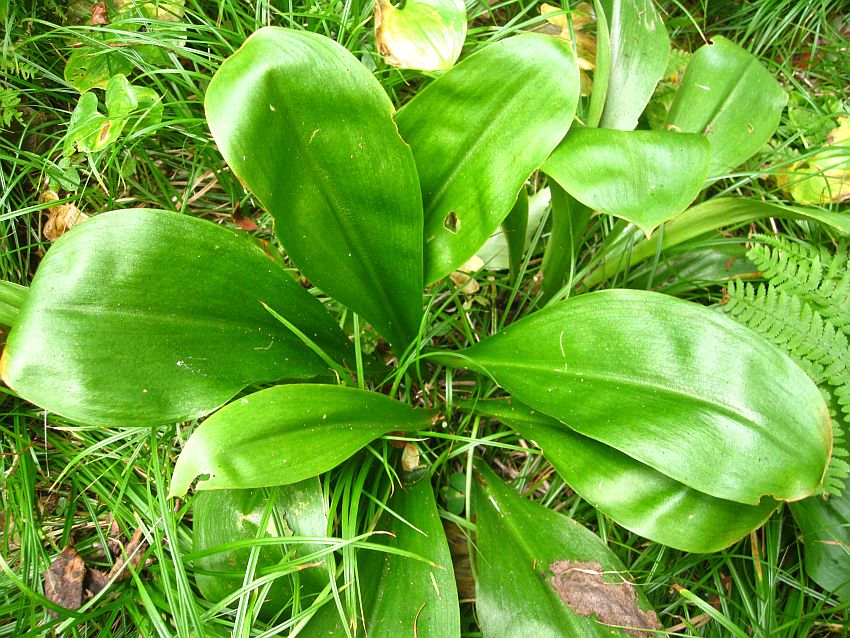 Изображение особи Clintonia udensis.