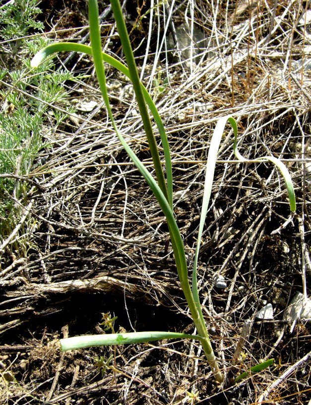 Изображение особи Allium scabriscapum.