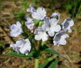 Pulmonaria mollis