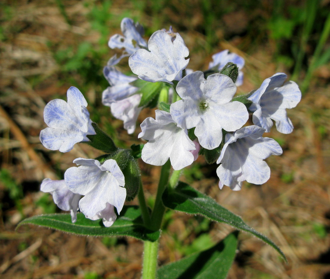 Image of Pulmonaria mollis specimen.