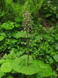 Petasites hybridus. Растение с формирующимися плодами. Украина, Закарпатская обл., Раховский р-н, на берегу ручья в буковом лесу, 350 м н.у.м. 3 мая 2008 г.