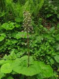 Petasites hybridus