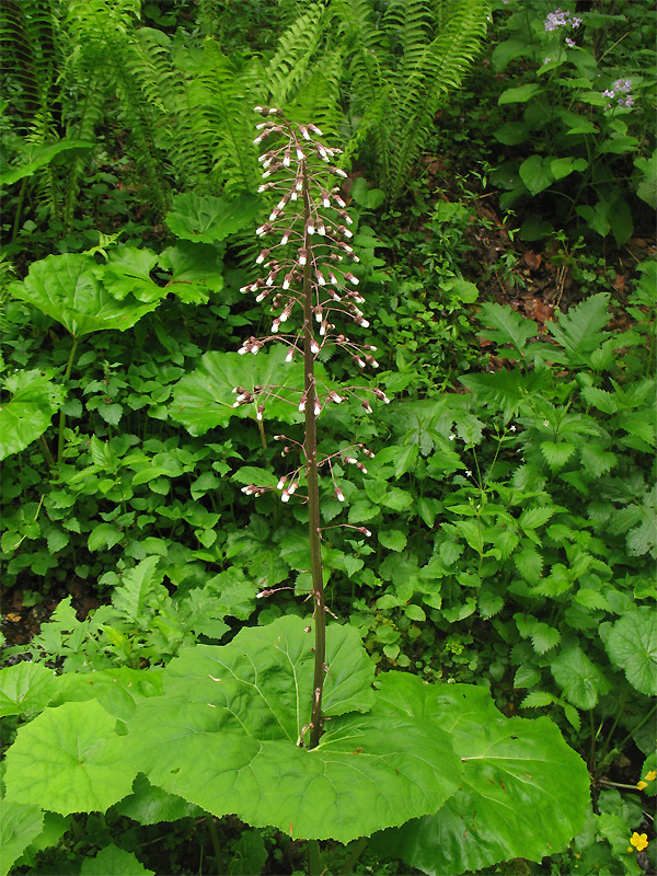 Изображение особи Petasites hybridus.