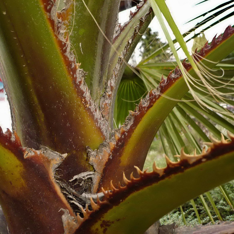 Image of Washingtonia filifera specimen.