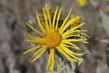 Inula helenium. Соцветие. Краснодарский край, Новороссийск, окр. станицы Раевская, обочина грунтовой дороги. 25.09.2011.