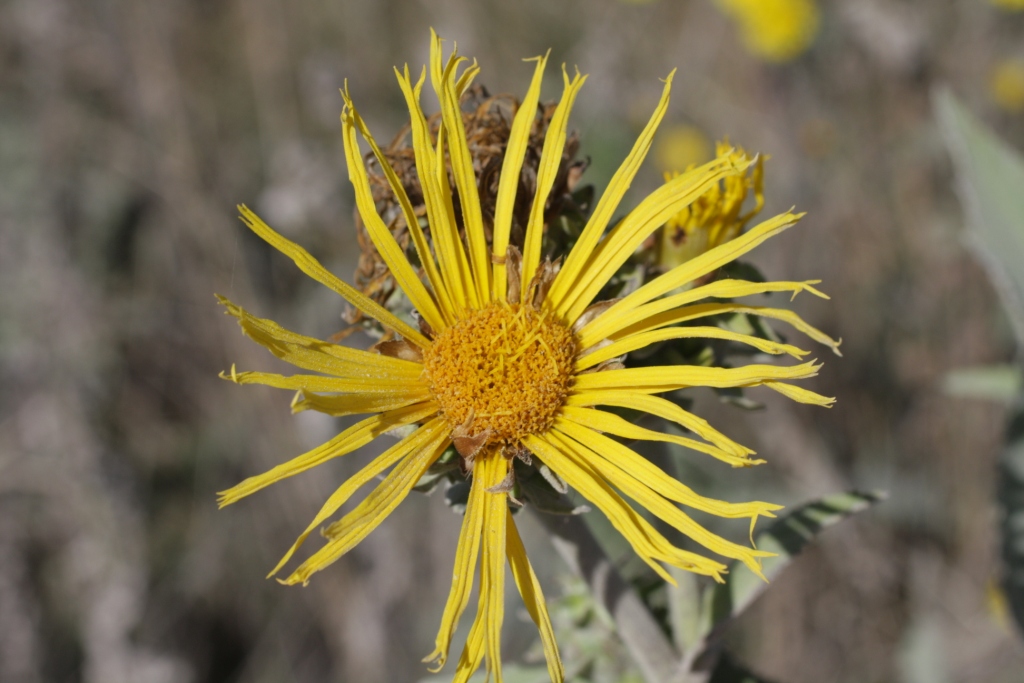 Изображение особи Inula helenium.