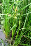 Sparganium erectum. Цветущее и плодоносящее растение. Астраханская обл., Камызякский р-н, р. Гандурино у переправы возле с. Образцово-Травино. 17.08.2011.