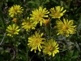 Crepis ramosissima