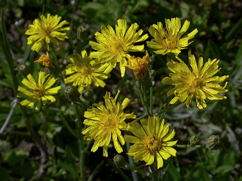 Image of Crepis ramosissima specimen.