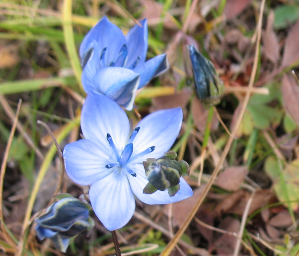 Изображение особи Lomatogoniopsis alpina.