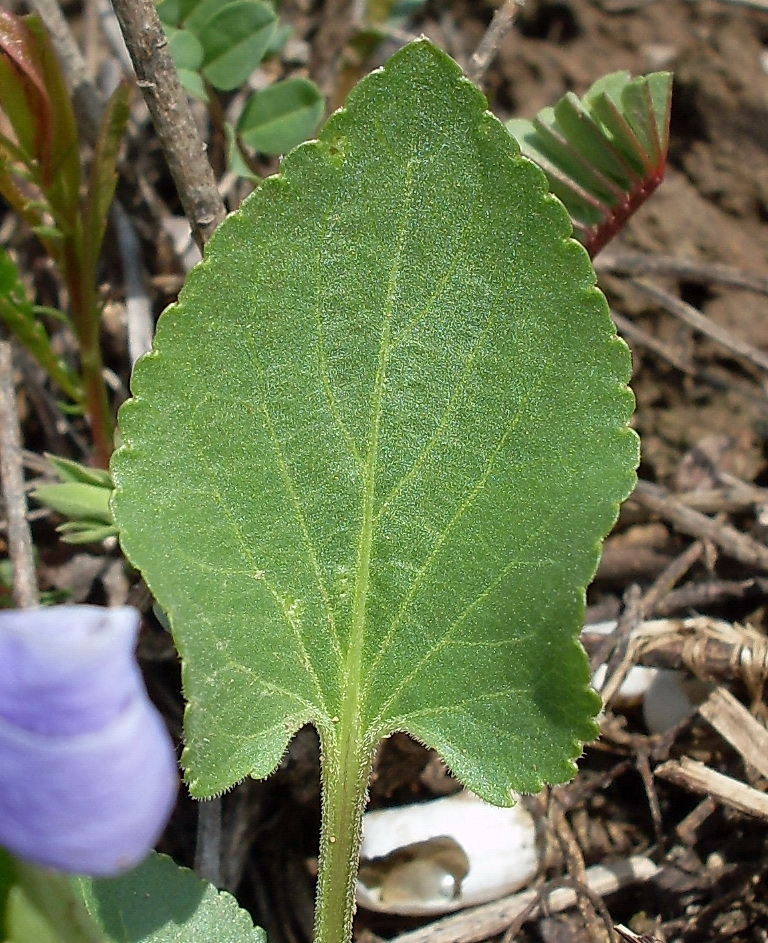 Image of Viola ambigua specimen.