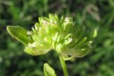 Valerianella carinata