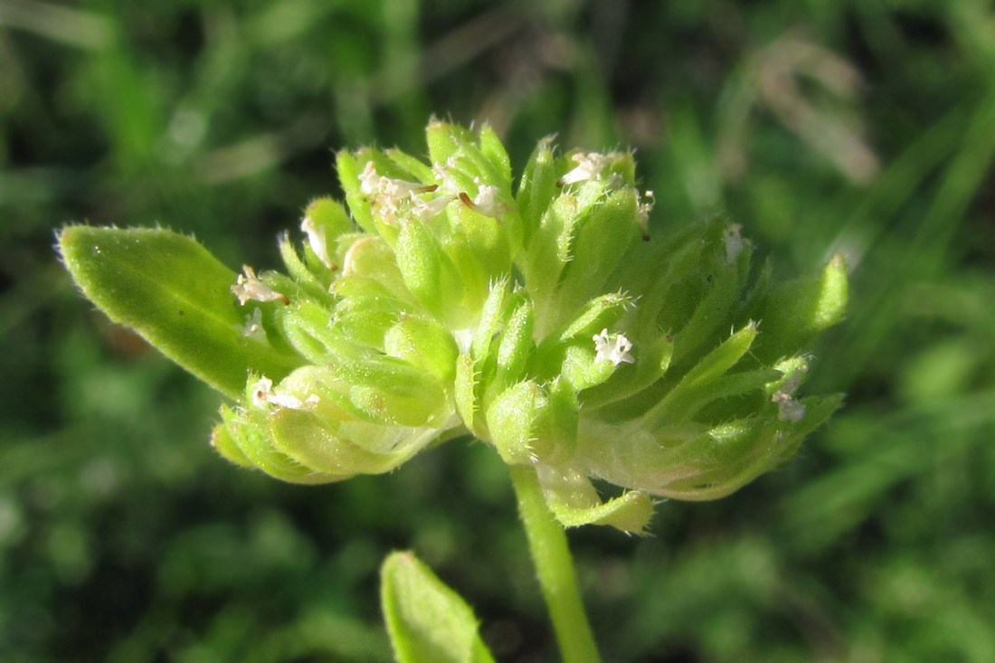 Image of Valerianella carinata specimen.