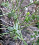 Euphorbia seguieriana