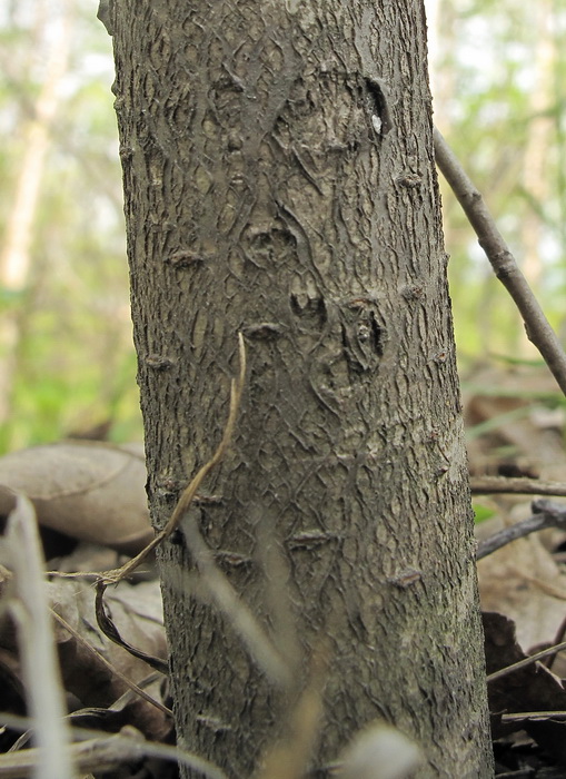 Image of Malus mandshurica specimen.