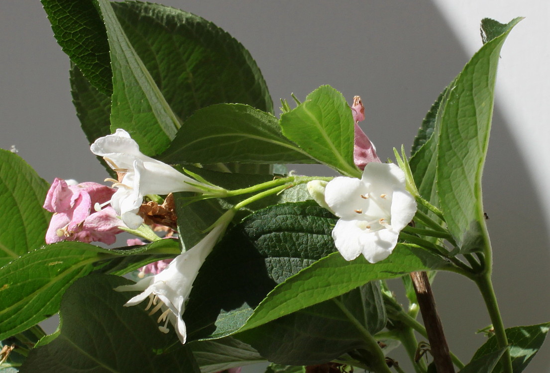 Изображение особи Weigela florida.
