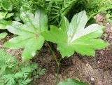 род Podophyllum