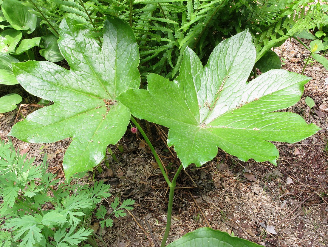 Изображение особи род Podophyllum.