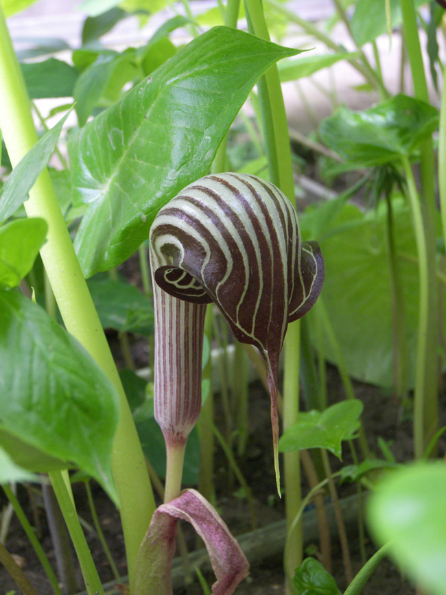 Изображение особи Arisaema fargesii.
