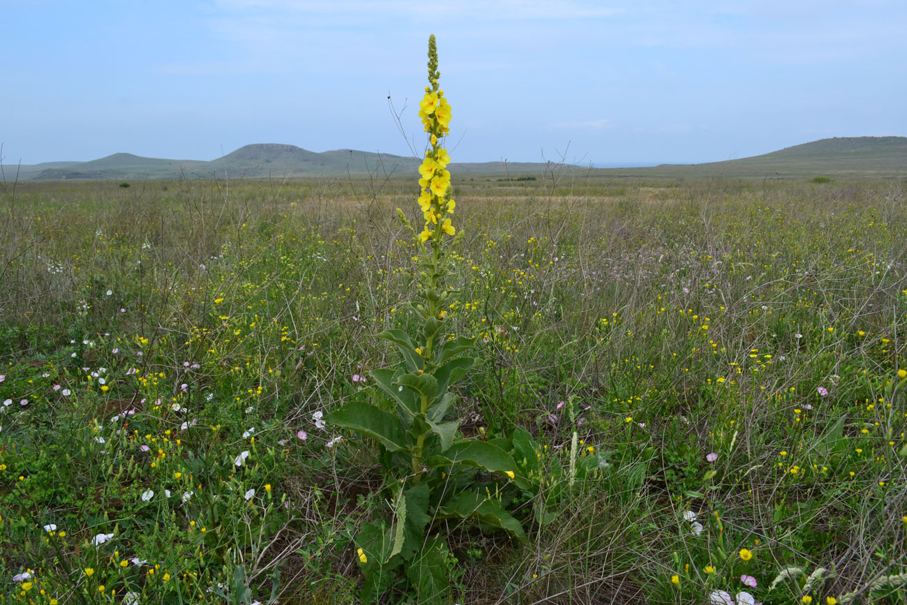 Изображение особи Verbascum phlomoides.