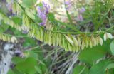 Polygala major