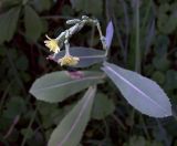 Lactuca serriola