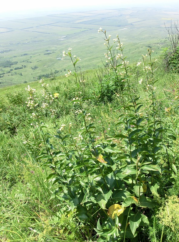 Image of genus Vincetoxicum specimen.