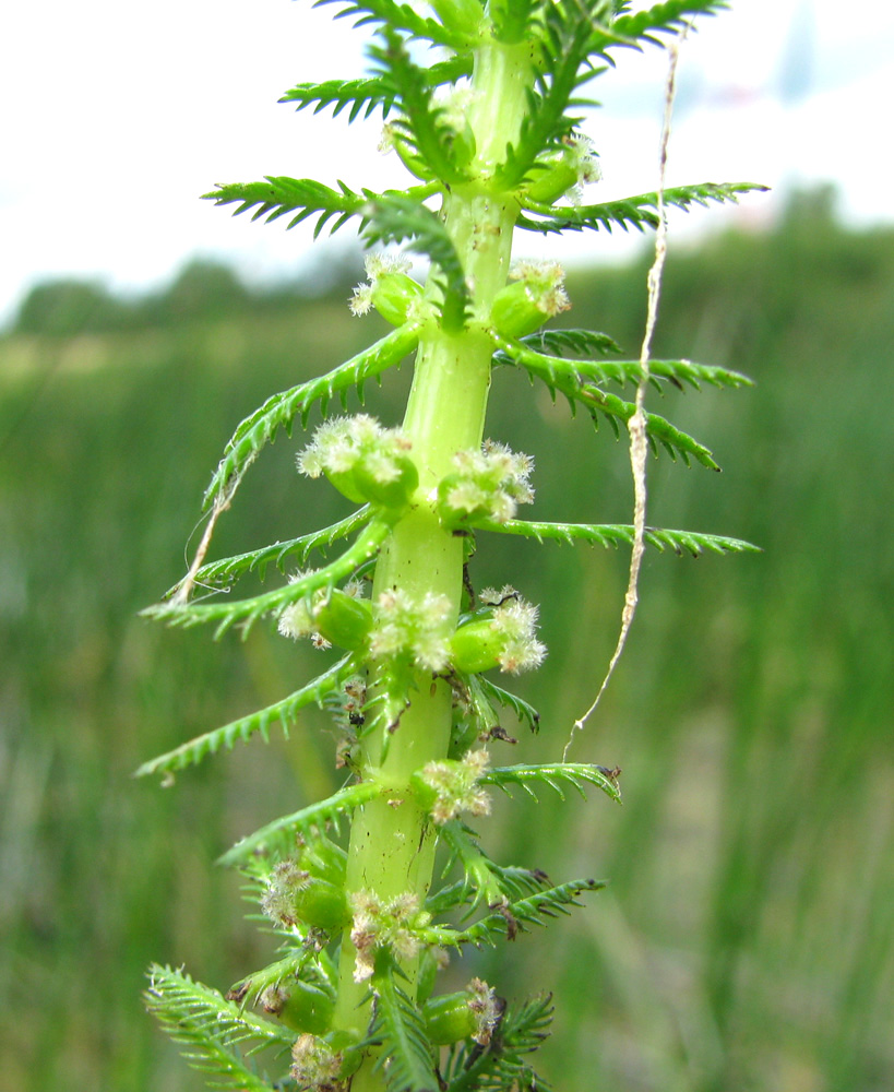 Image of Myriophyllum verticillatum specimen.