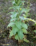Verbascum densiflorum