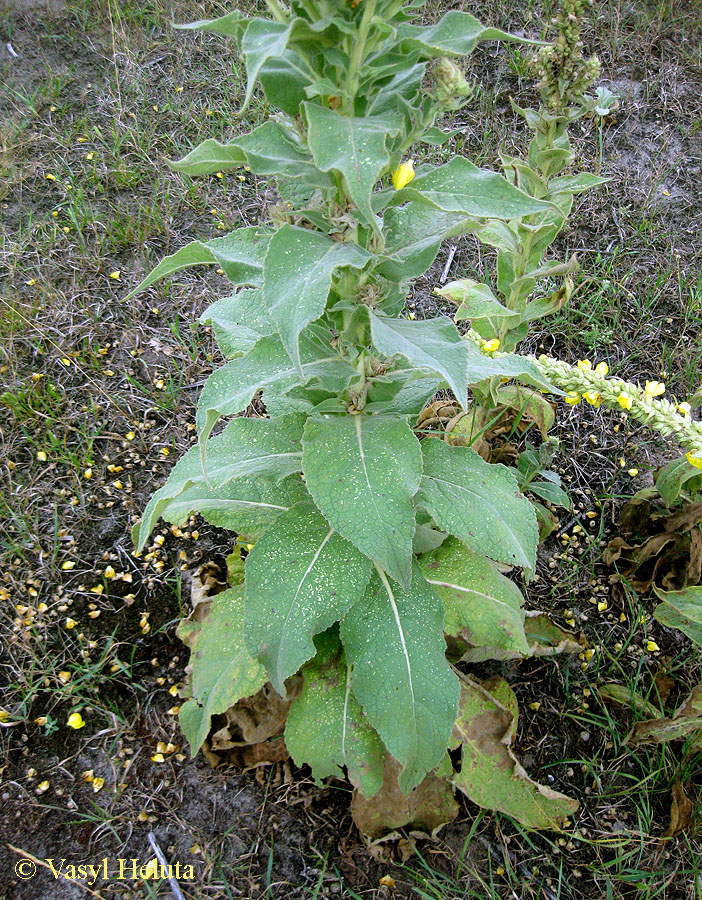 Image of Verbascum densiflorum specimen.