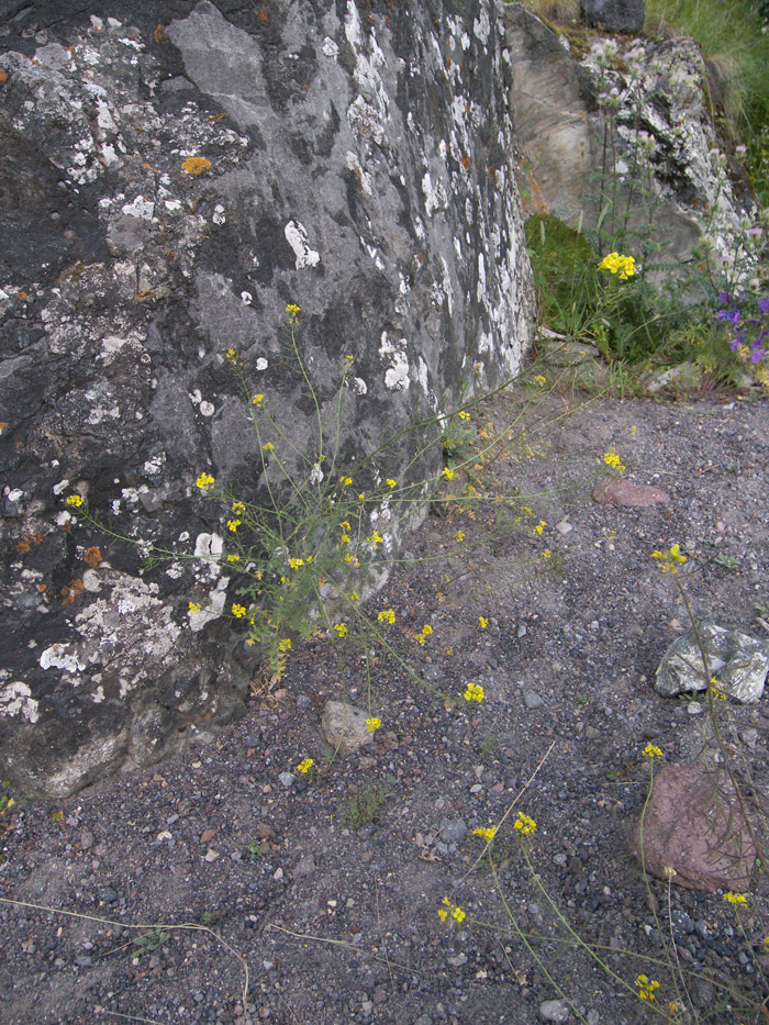 Image of Sisymbrium lipskyi specimen.